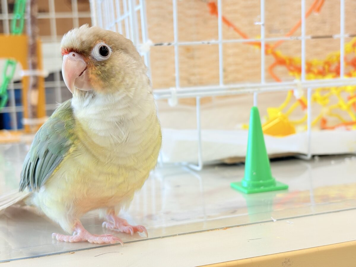 ホオミドリウロコインコ