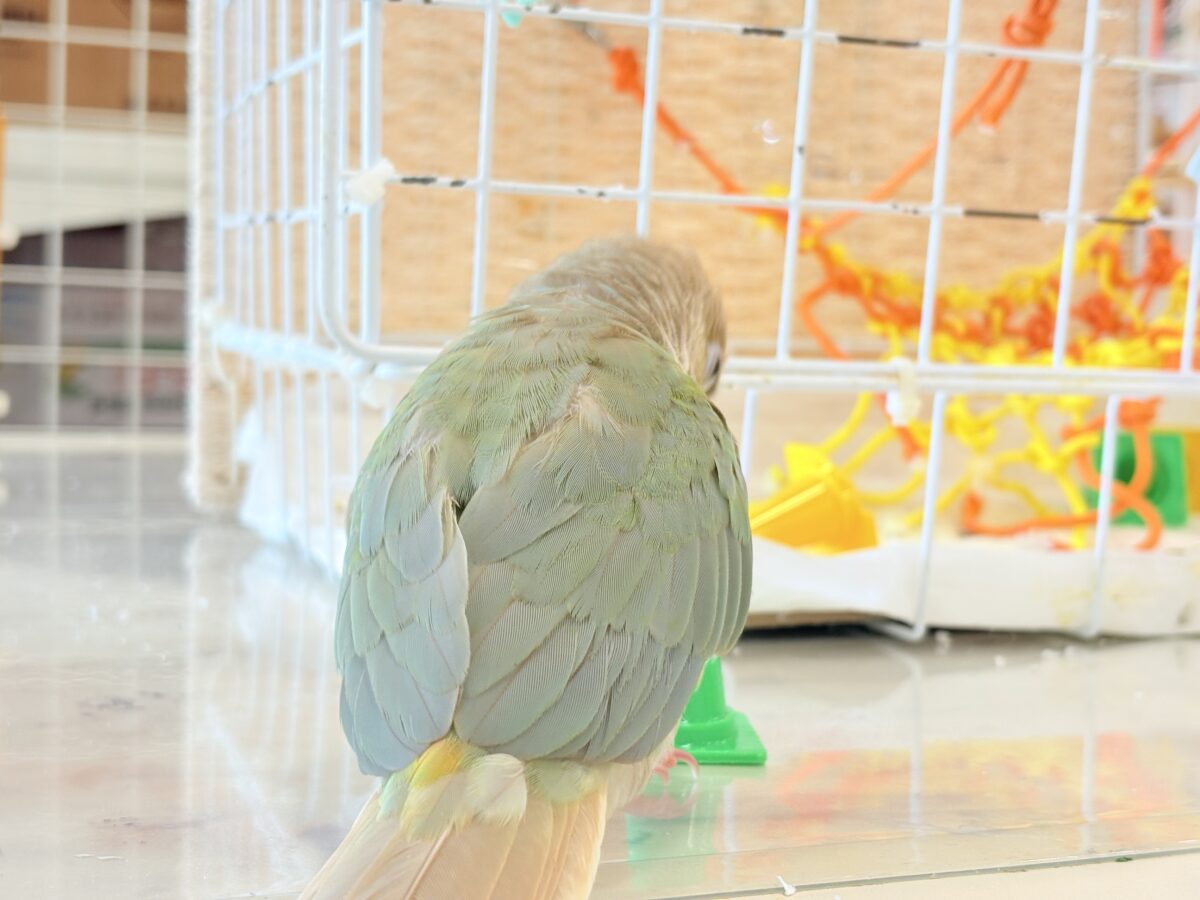 ホオミドリウロコインコ