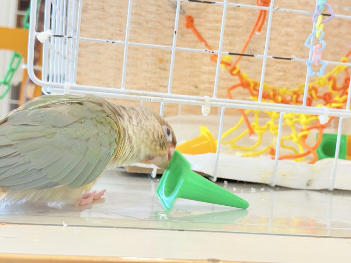 ホオミドリウロコインコ