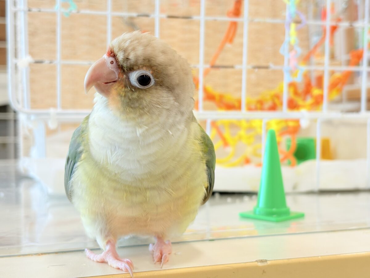 ホオミドリウロコインコ