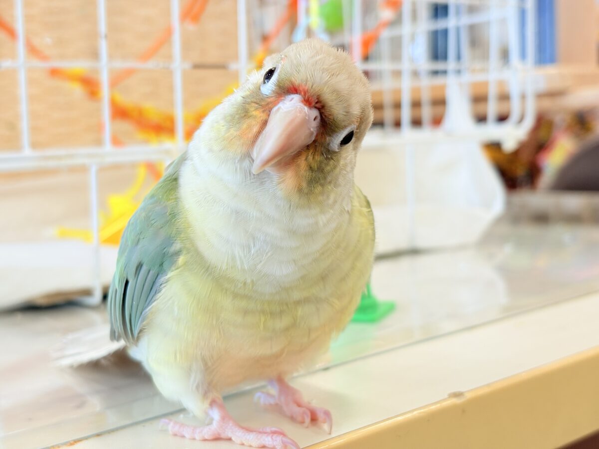 ホオミドリウロコインコ