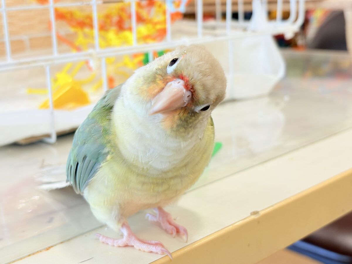 ホオミドリウロコインコ