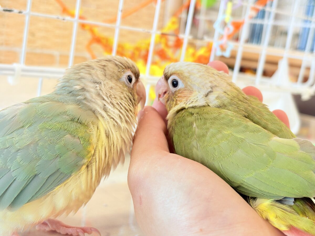【最新画像・動画更新🪄】常夏⛱もこもこパインちゃん🐣🍍💖ウロコインコ(パイナップル) ヒナ ホオミドリウロコインコ