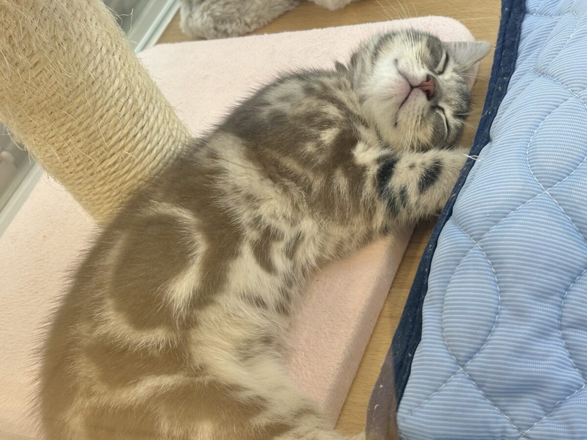 ふみふみパーティーが止まらないよぉ〜♥アメリカンショートヘアくん! アメリカンショートヘア