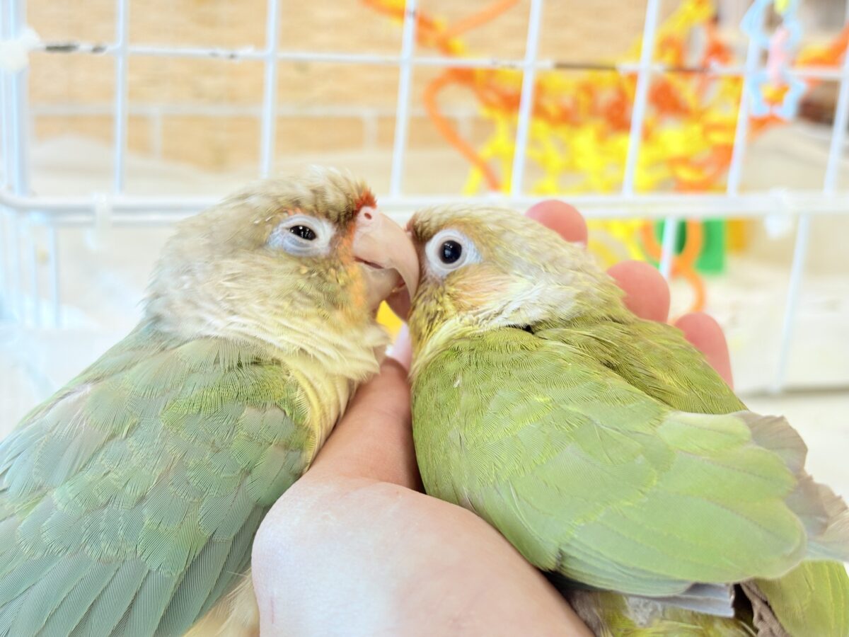 ホオミドリウロコインコ
