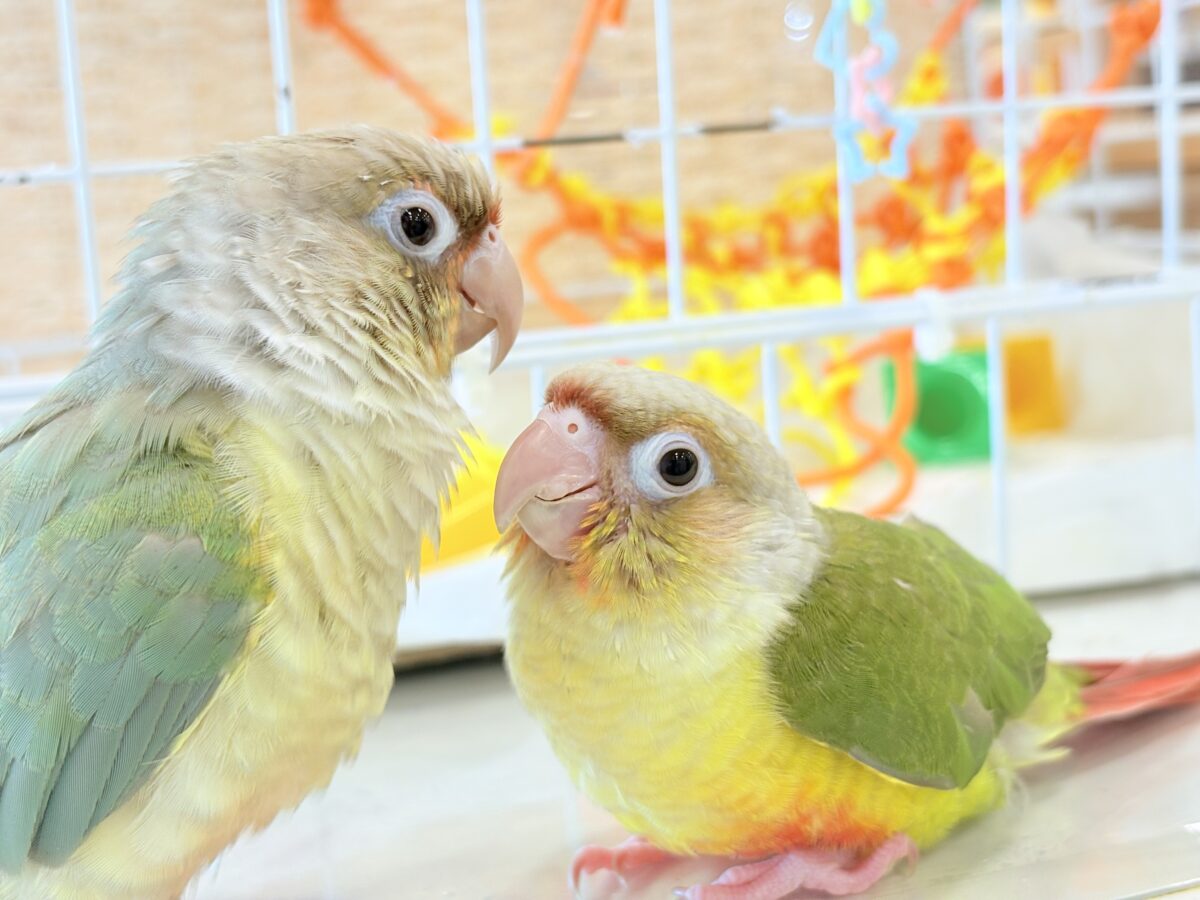 ホオミドリウロコインコ