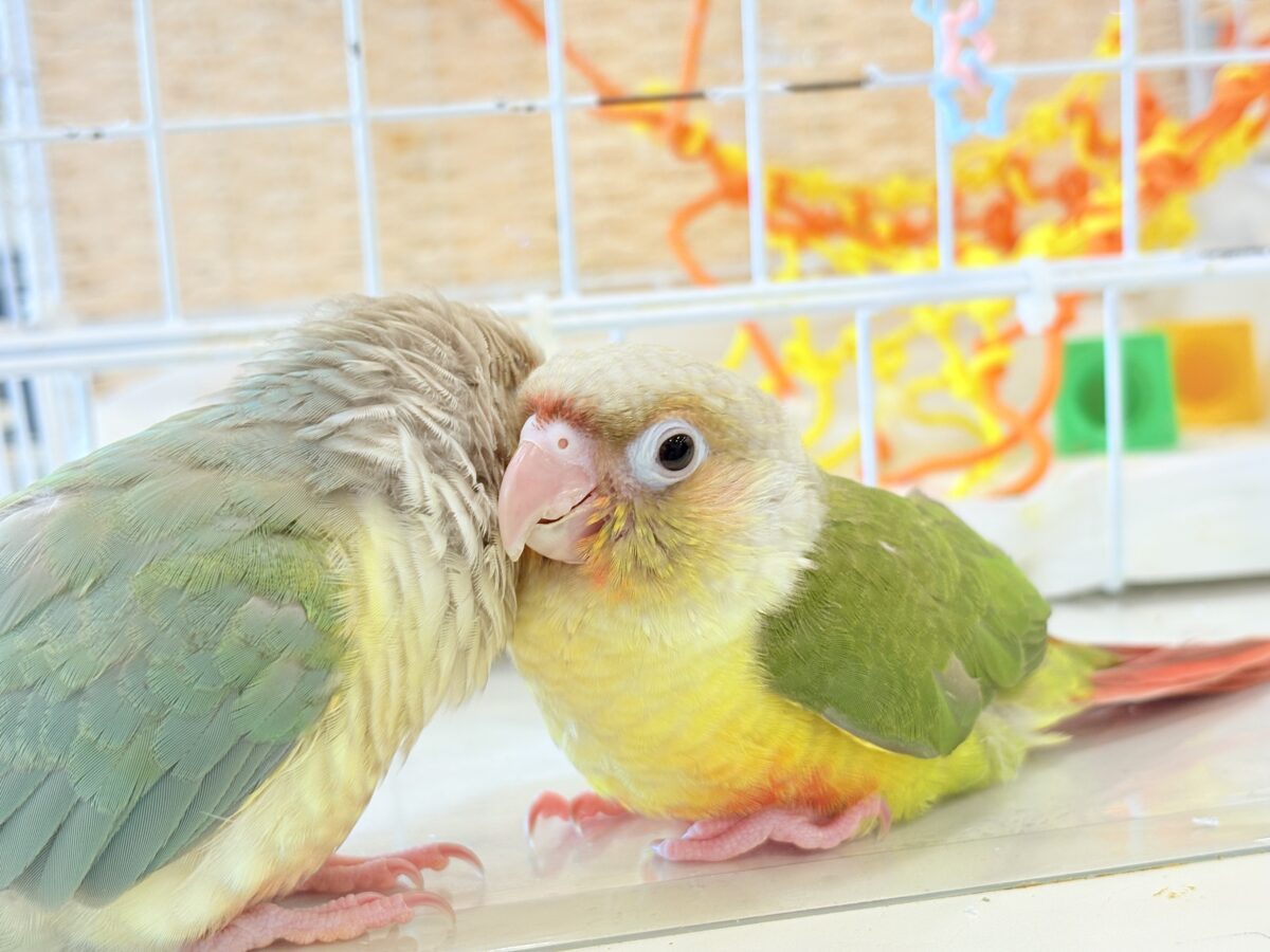 ホオミドリウロコインコ