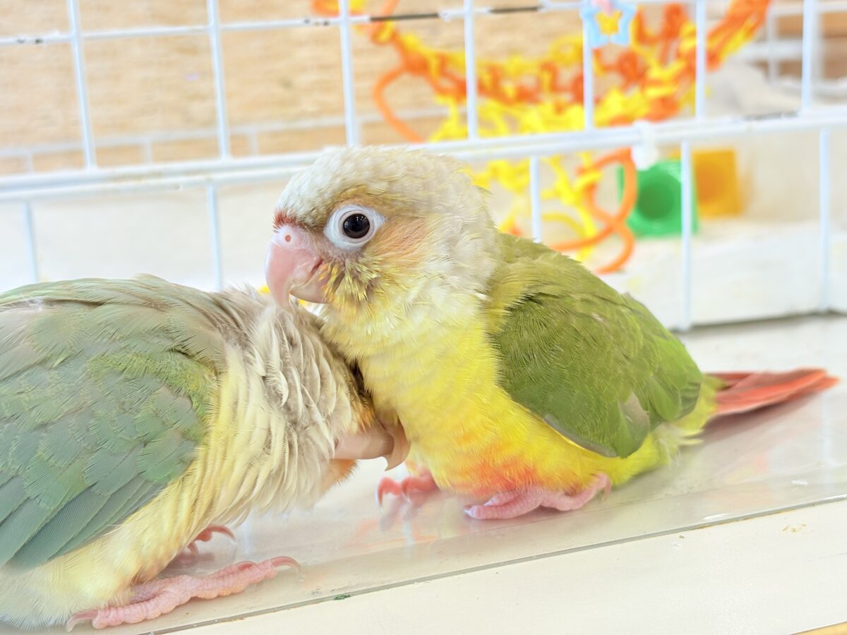 【最新画像・動画更新🪄】常夏⛱もこもこパインちゃん🐣🍍💖ウロコインコ(パイナップル) ヒナ ホオミドリウロコインコ