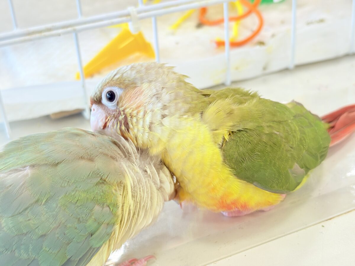 【最新画像・動画更新🪄】常夏⛱もこもこパインちゃん🐣🍍💖ウロコインコ(パイナップル) ヒナ ホオミドリウロコインコ