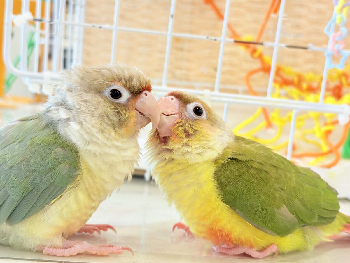 ホオミドリウロコインコ