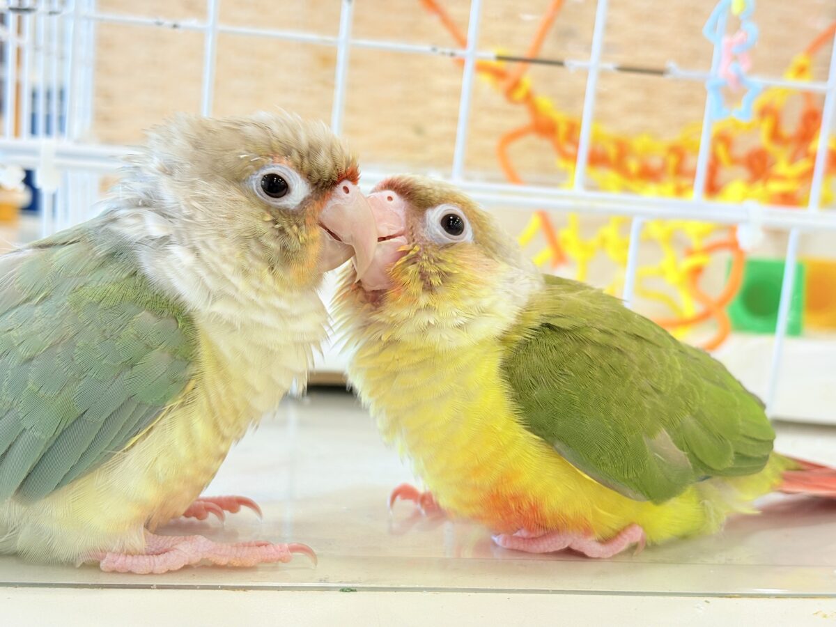 ホオミドリウロコインコ