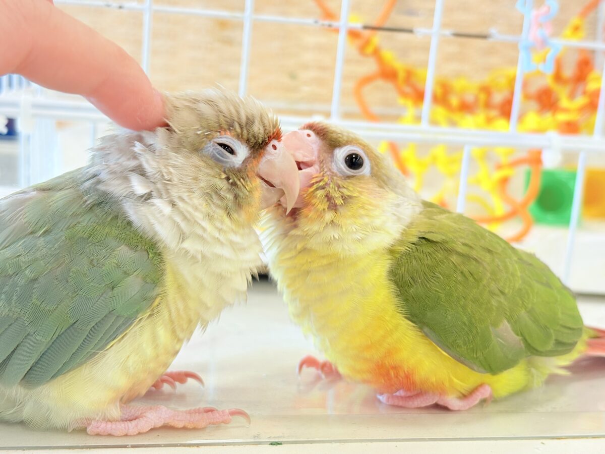 ホオミドリウロコインコ