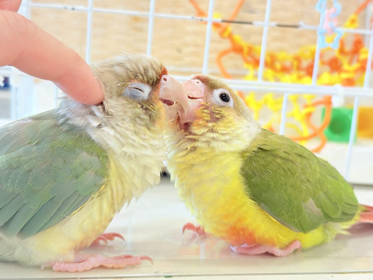 ホオミドリウロコインコ