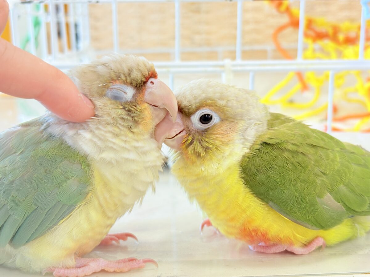 ホオミドリウロコインコ
