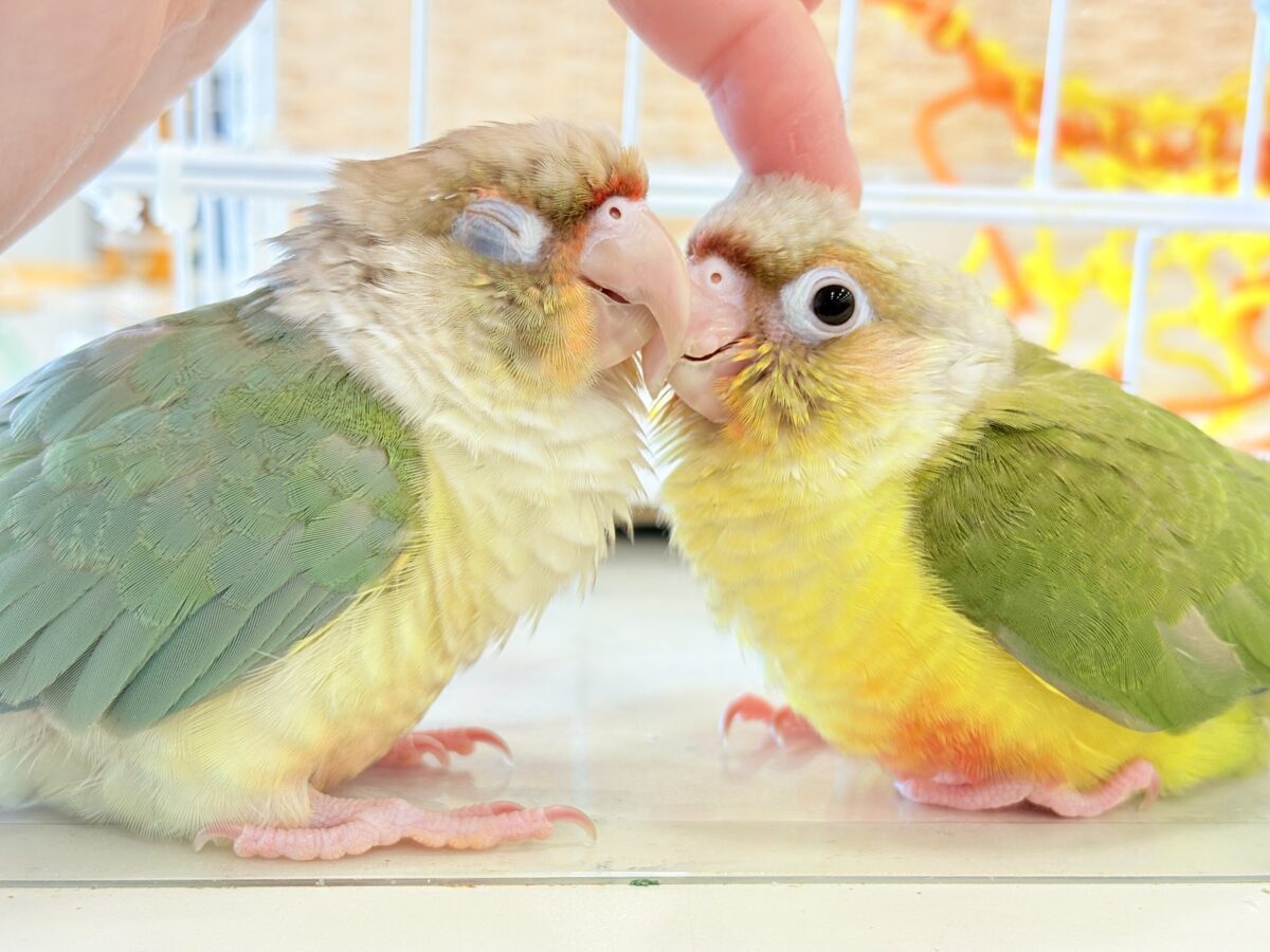 【最新画像・動画更新🪄】常夏⛱もこもこパインちゃん🐣🍍💖ウロコインコ(パイナップル) ヒナ ホオミドリウロコインコ