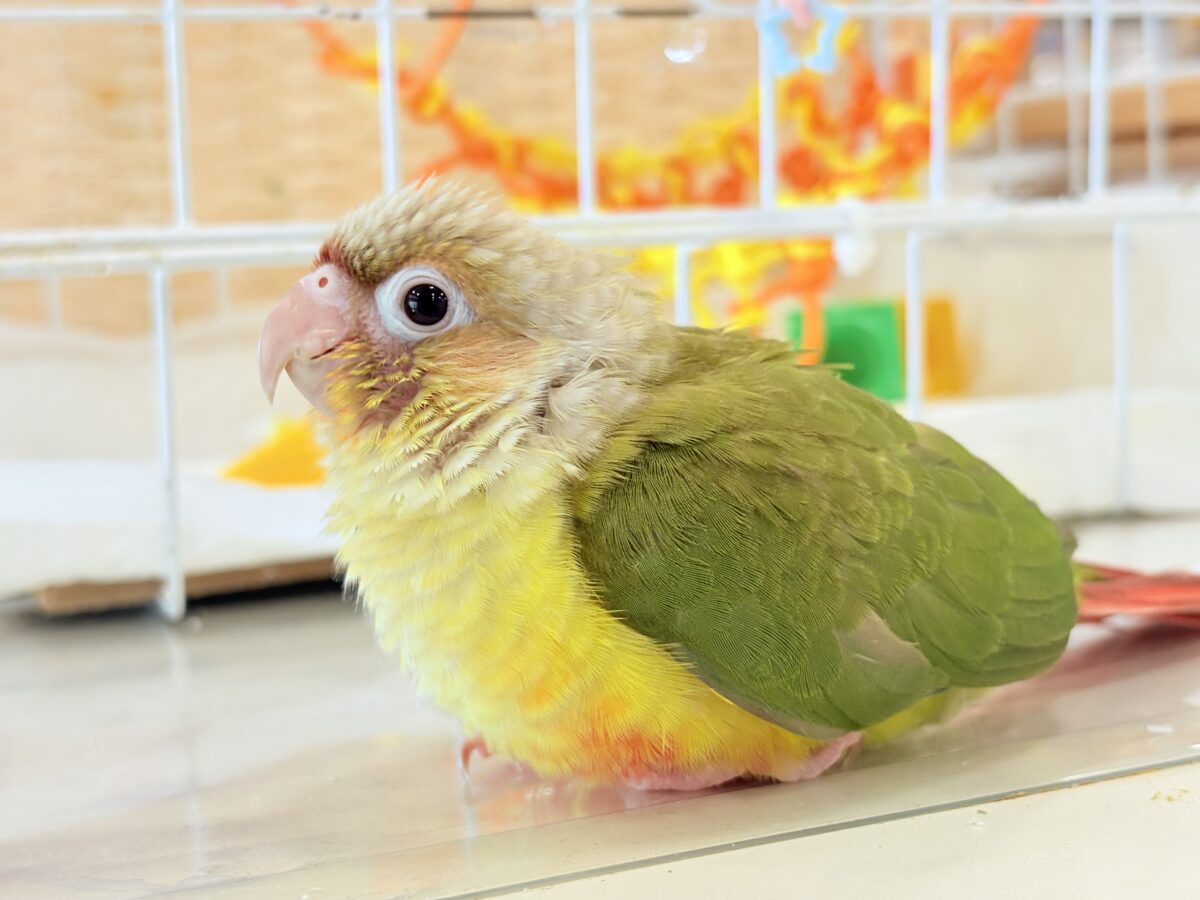 【最新画像・動画更新🪄】常夏⛱もこもこパインちゃん🐣🍍💖ウロコインコ(パイナップル) ヒナ ホオミドリウロコインコ