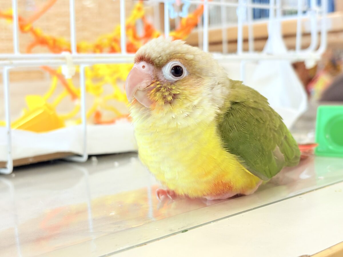 【最新画像・動画更新🪄】常夏⛱もこもこパインちゃん🐣🍍💖ウロコインコ(パイナップル) ヒナ ホオミドリウロコインコ