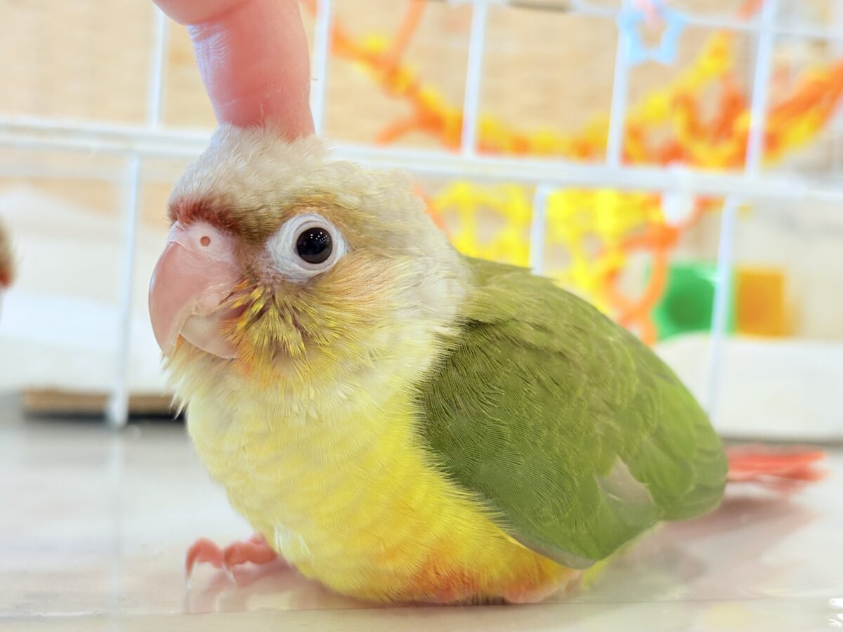 【最新画像・動画更新🪄】常夏⛱もこもこパインちゃん🐣🍍💖ウロコインコ(パイナップル) ヒナ ホオミドリウロコインコ