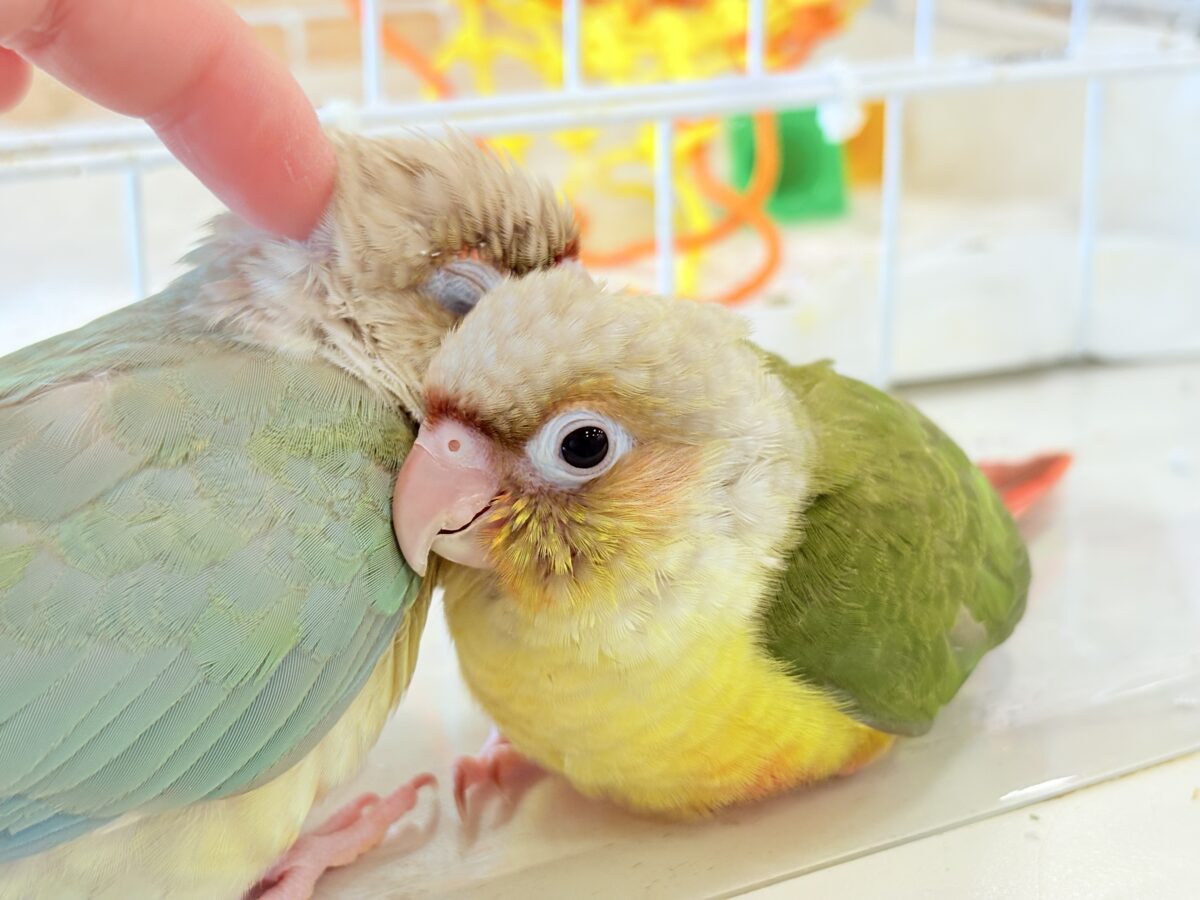 ホオミドリウロコインコ