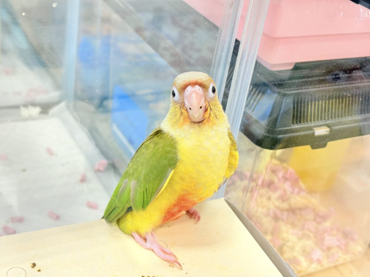 【最新画像・動画更新🪄】常夏⛱もこもこパインちゃん🐣🍍💖ウロコインコ(パイナップル) ヒナ ホオミドリウロコインコ