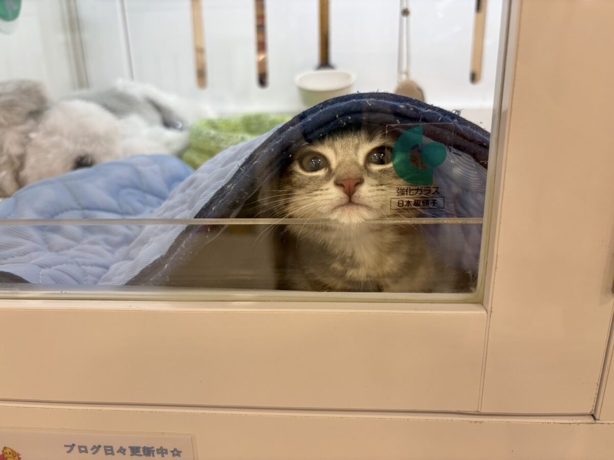 ふみふみパーティーが止まらないよぉ〜♥アメリカンショートヘアくん! アメリカンショートヘア