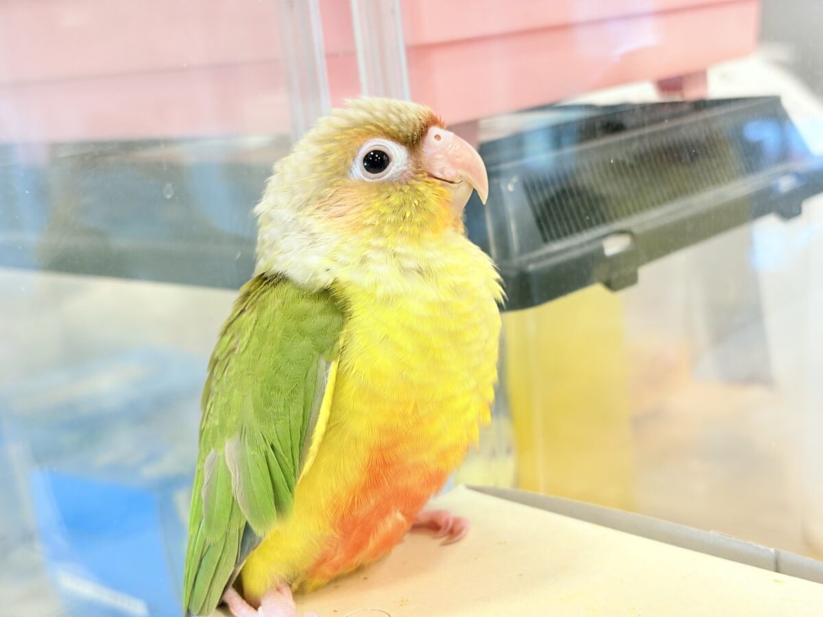 【最新画像・動画更新🪄】常夏⛱もこもこパインちゃん🐣🍍💖ウロコインコ(パイナップル) ヒナ ホオミドリウロコインコ