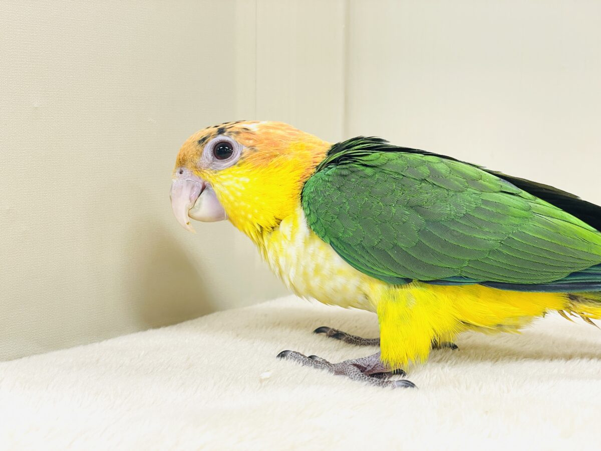 【最新画像】大きなおめめがチャームポイント💛💚シロハラインコ(ヒナ) シロハラインコ