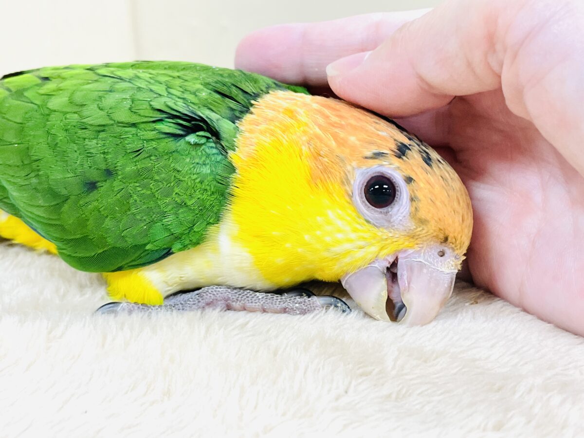 【最新画像】大きなおめめがチャームポイント💛💚シロハラインコ(ヒナ) シロハラインコ