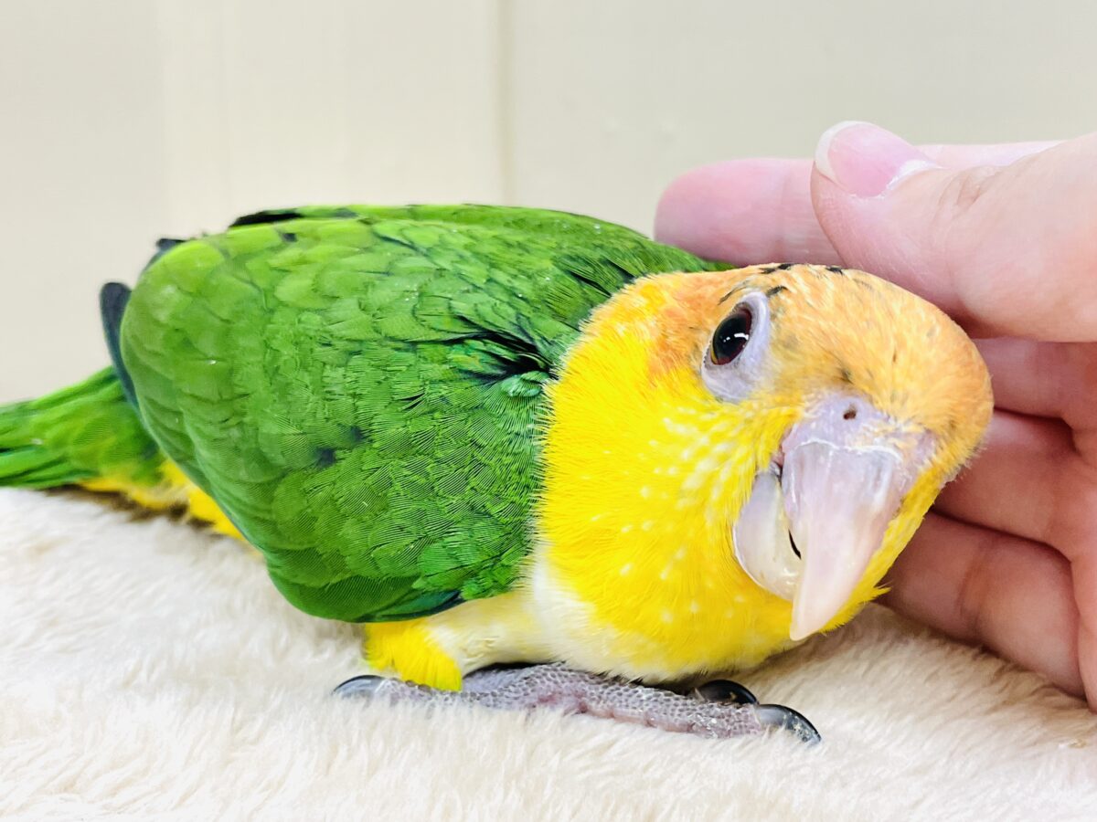 【最新画像】大きなおめめがチャームポイント💛💚シロハラインコ(ヒナ) シロハラインコ