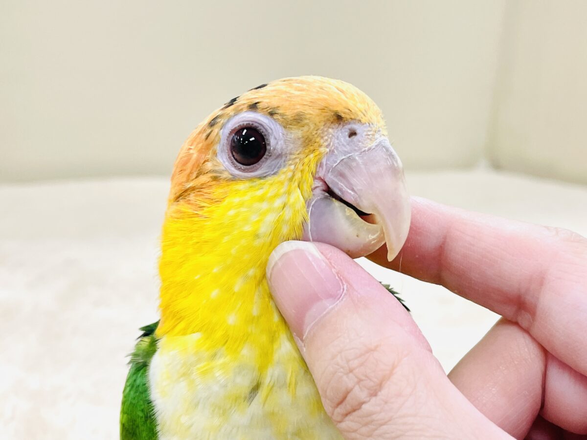 【最新画像】大きなおめめがチャームポイント💛💚シロハラインコ(ヒナ) シロハラインコ