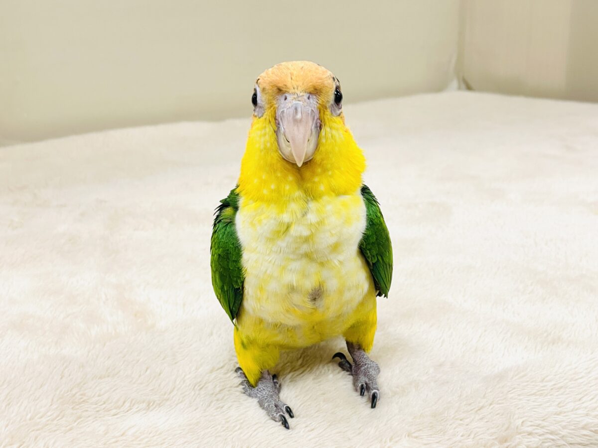 【最新画像】大きなおめめがチャームポイント💛💚シロハラインコ(ヒナ) シロハラインコ