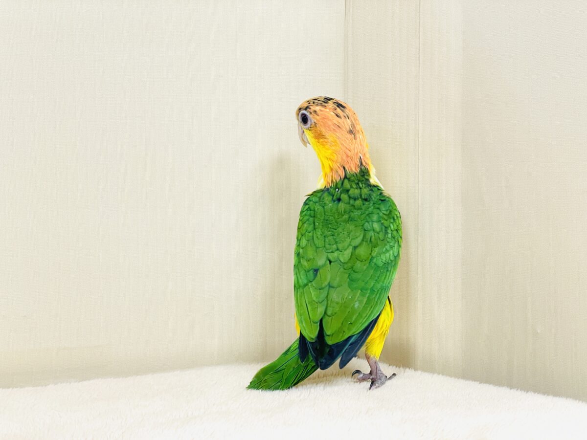 【最新画像】大きなおめめがチャームポイント💛💚シロハラインコ(ヒナ) シロハラインコ
