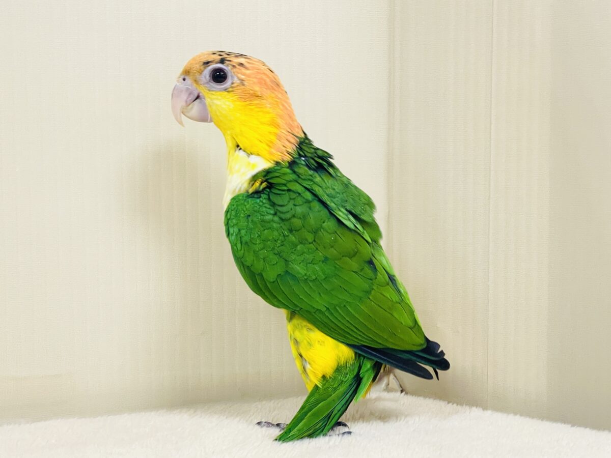 【最新画像】大きなおめめがチャームポイント💛💚シロハラインコ(ヒナ) シロハラインコ