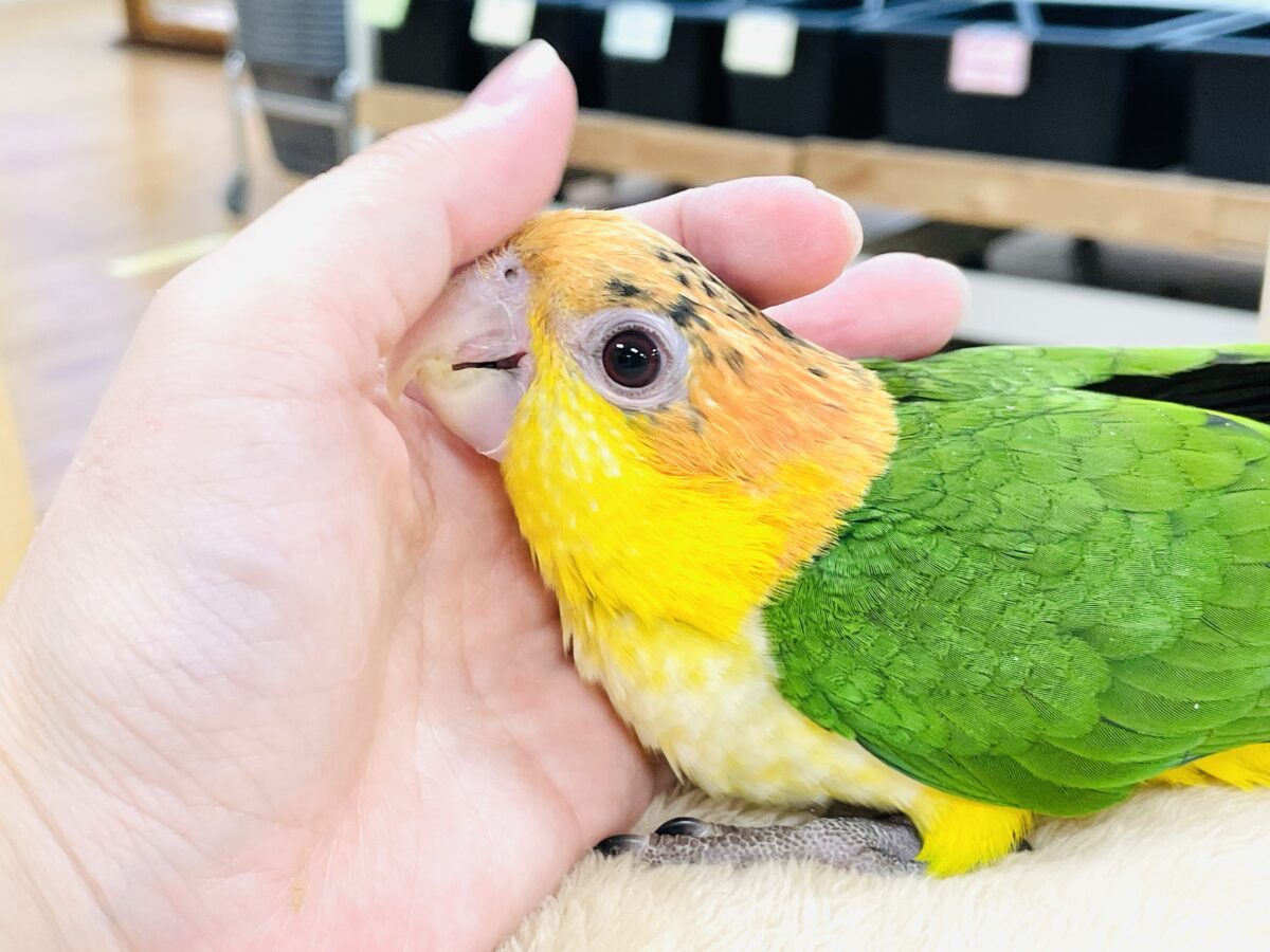 【最新画像】大きなおめめがチャームポイント💛💚シロハラインコ(ヒナ) シロハラインコ