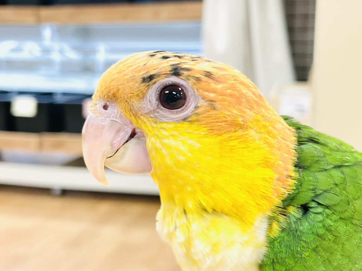 【最新画像】大きなおめめがチャームポイント💛💚シロハラインコ(ヒナ) シロハラインコ