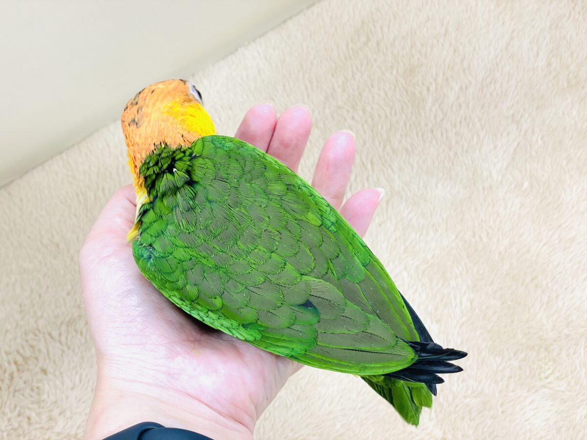 【最新画像】大きなおめめがチャームポイント💛💚シロハラインコ(ヒナ) シロハラインコ