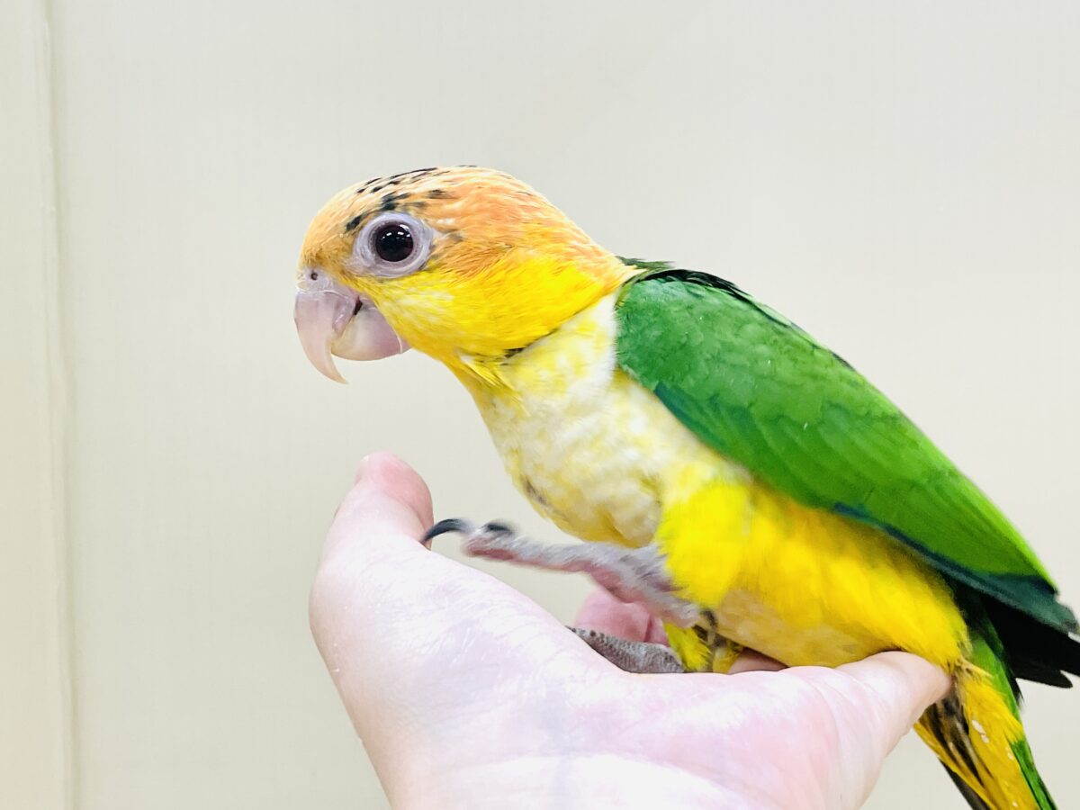 【最新画像】大きなおめめがチャームポイント💛💚シロハラインコ(ヒナ) シロハラインコ