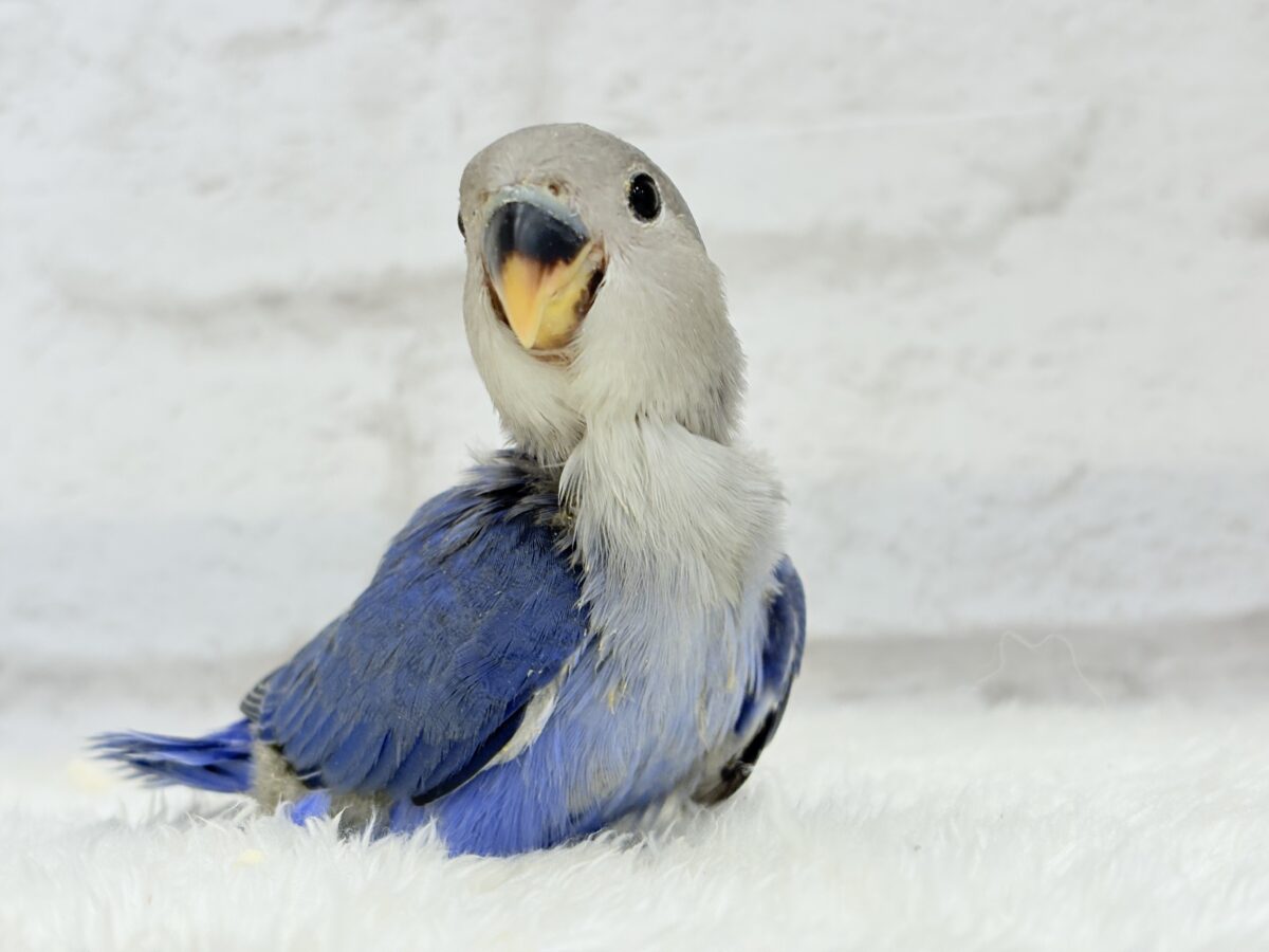 【最新画像更新🪄】青み強め💙✨ピカピカきらきら人気者🐣コザクラインコ(バイオレット) ヒナ コザクラインコ(小桜インコ)