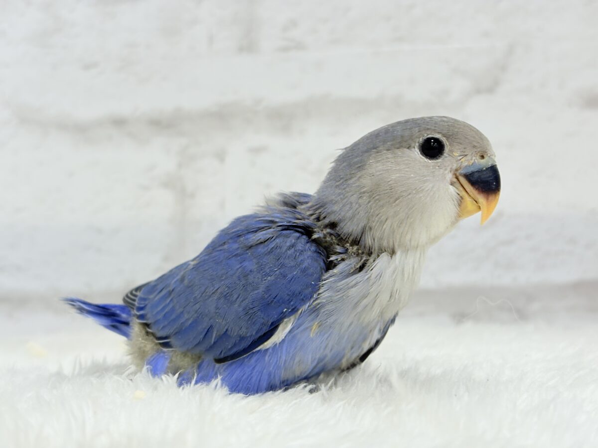 【最新画像更新🪄】青み強め💙✨ピカピカきらきら人気者🐣コザクラインコ(バイオレット) ヒナ コザクラインコ(小桜インコ)