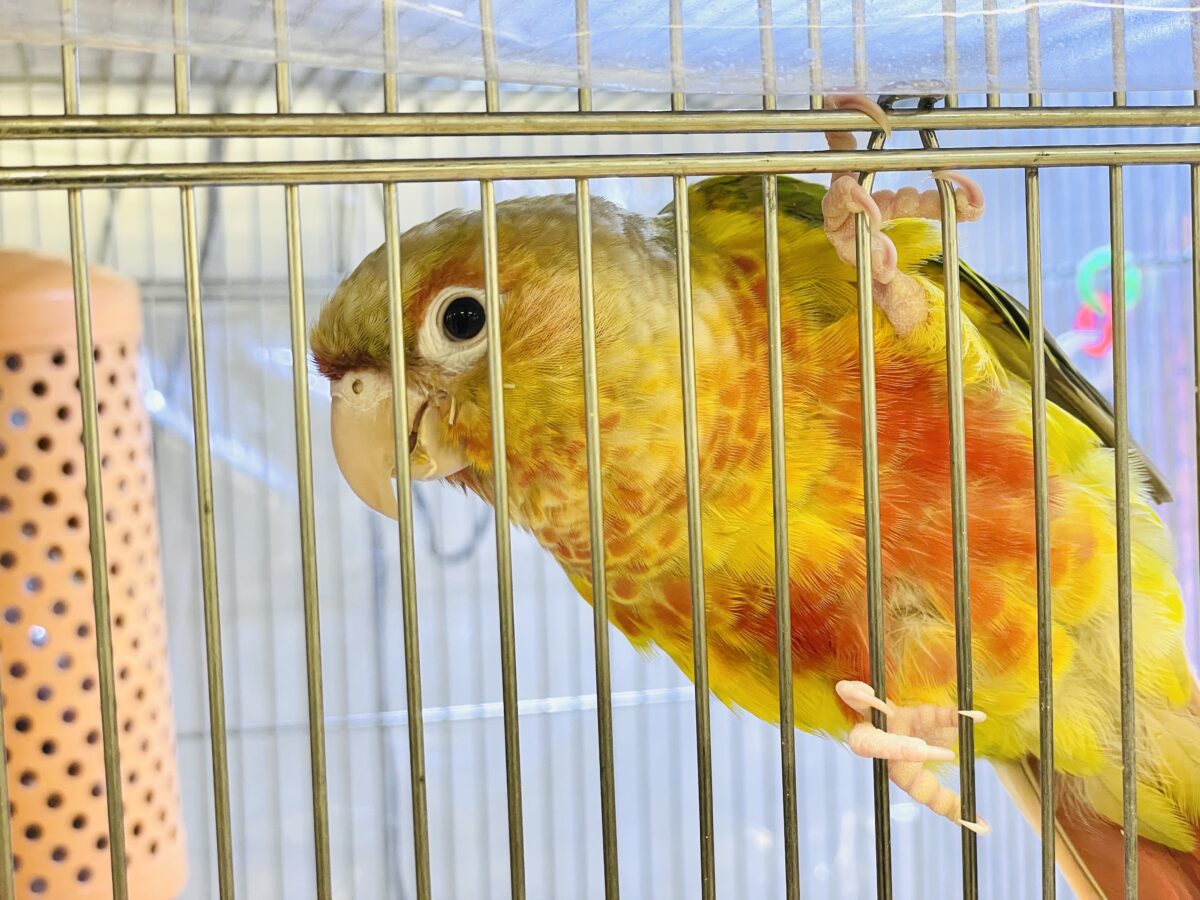 【最新画像】常夏色🍍🏖💕カキカキ好きな甘えんぼ♡ウロコインコ(パイナップル) ホオミドリウロコインコ