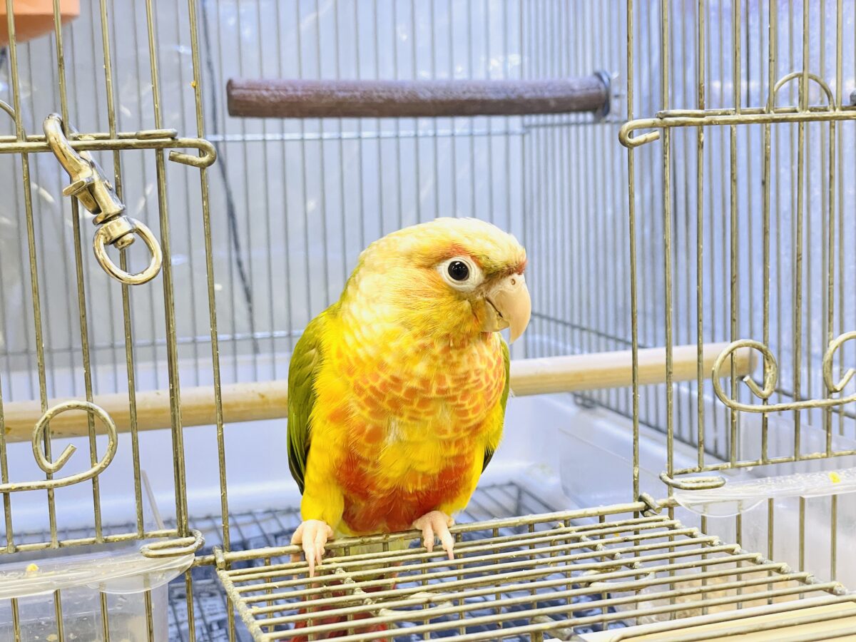 【最新画像】常夏色🍍🏖💕カキカキ好きな甘えんぼ♡ウロコインコ(パイナップル) ホオミドリウロコインコ