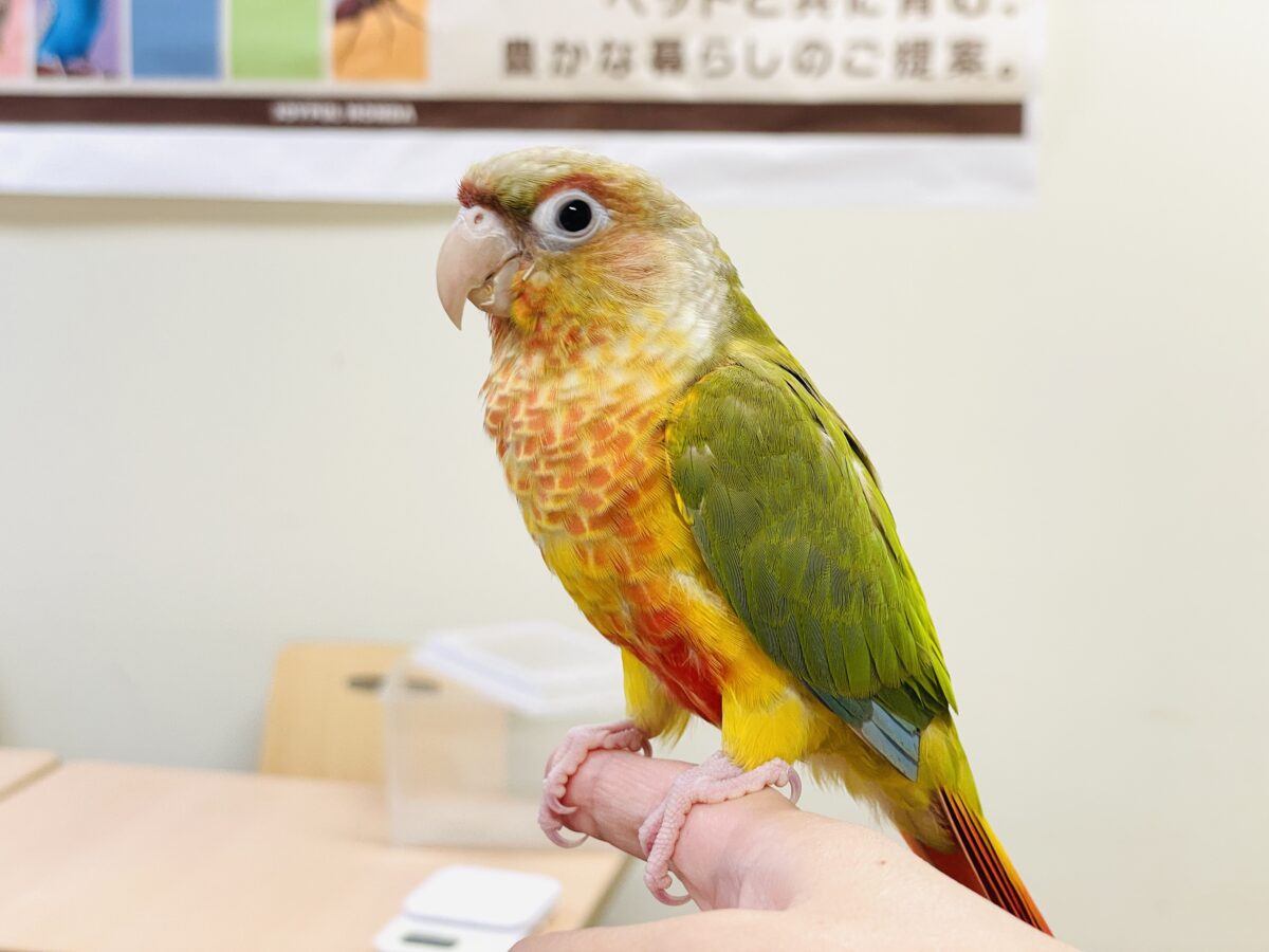 【最新画像】常夏色🍍🏖💕カキカキ好きな甘えんぼ♡ウロコインコ(パイナップル) ホオミドリウロコインコ
