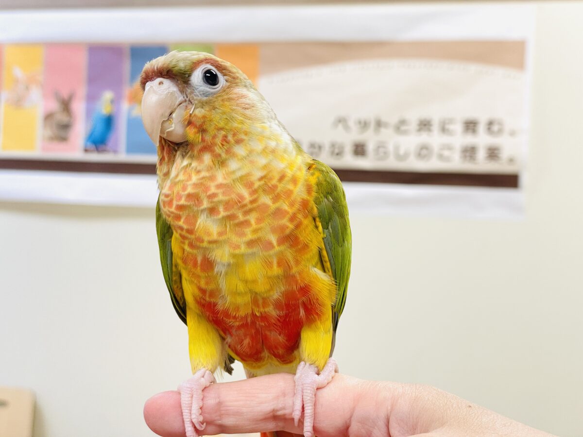 【最新画像】常夏色🍍🏖💕カキカキ好きな甘えんぼ♡ウロコインコ(パイナップル) ホオミドリウロコインコ
