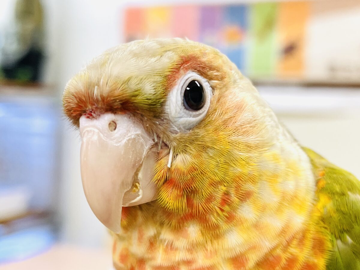 【最新画像】常夏色🍍🏖💕カキカキ好きな甘えんぼ♡ウロコインコ(パイナップル) ホオミドリウロコインコ
