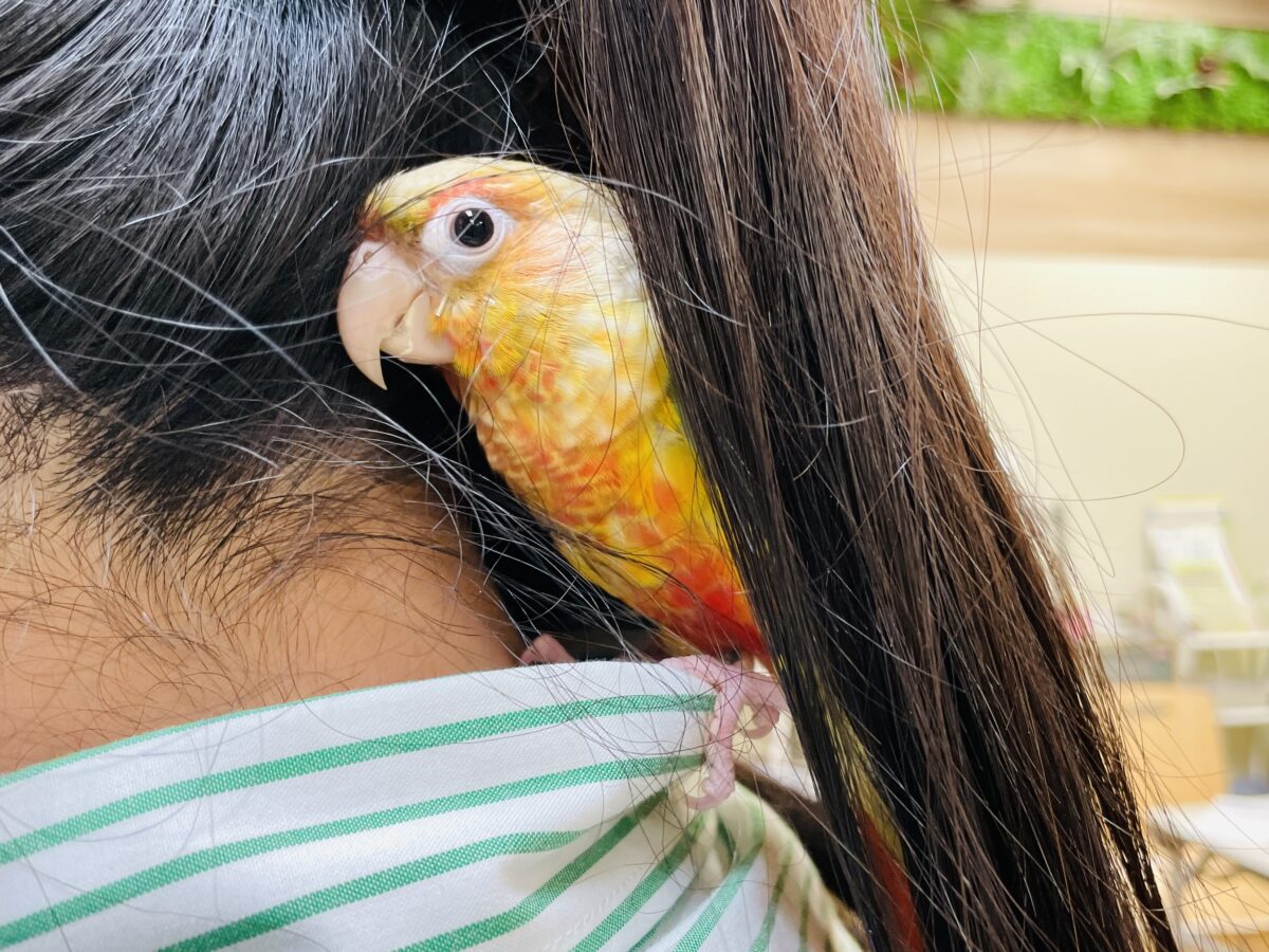 【最新画像】常夏色🍍🏖💕カキカキ好きな甘えんぼ♡ウロコインコ(パイナップル) ホオミドリウロコインコ