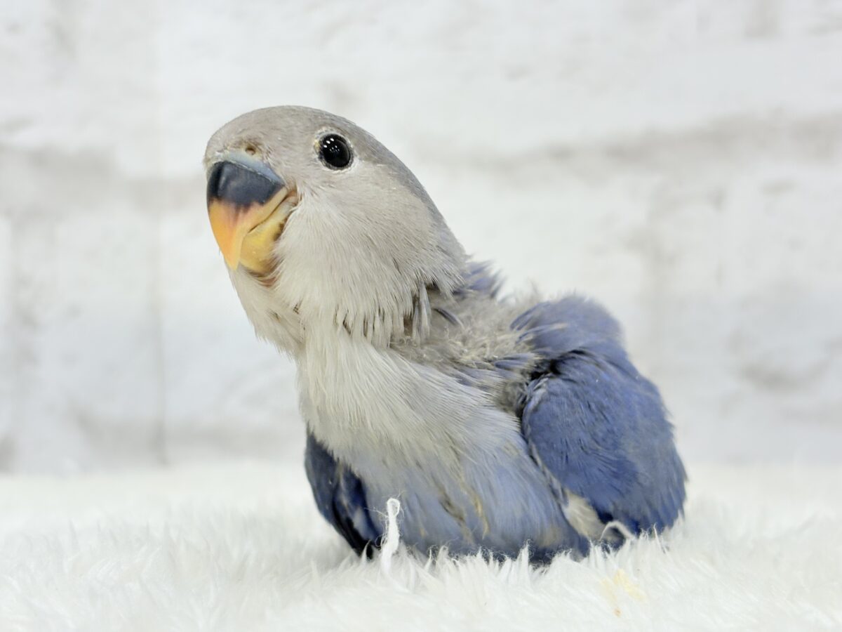 【最新画像更新🪄】青み強め💙✨ピカピカきらきら人気者🐣コザクラインコ(バイオレット) ヒナ コザクラインコ(小桜インコ)
