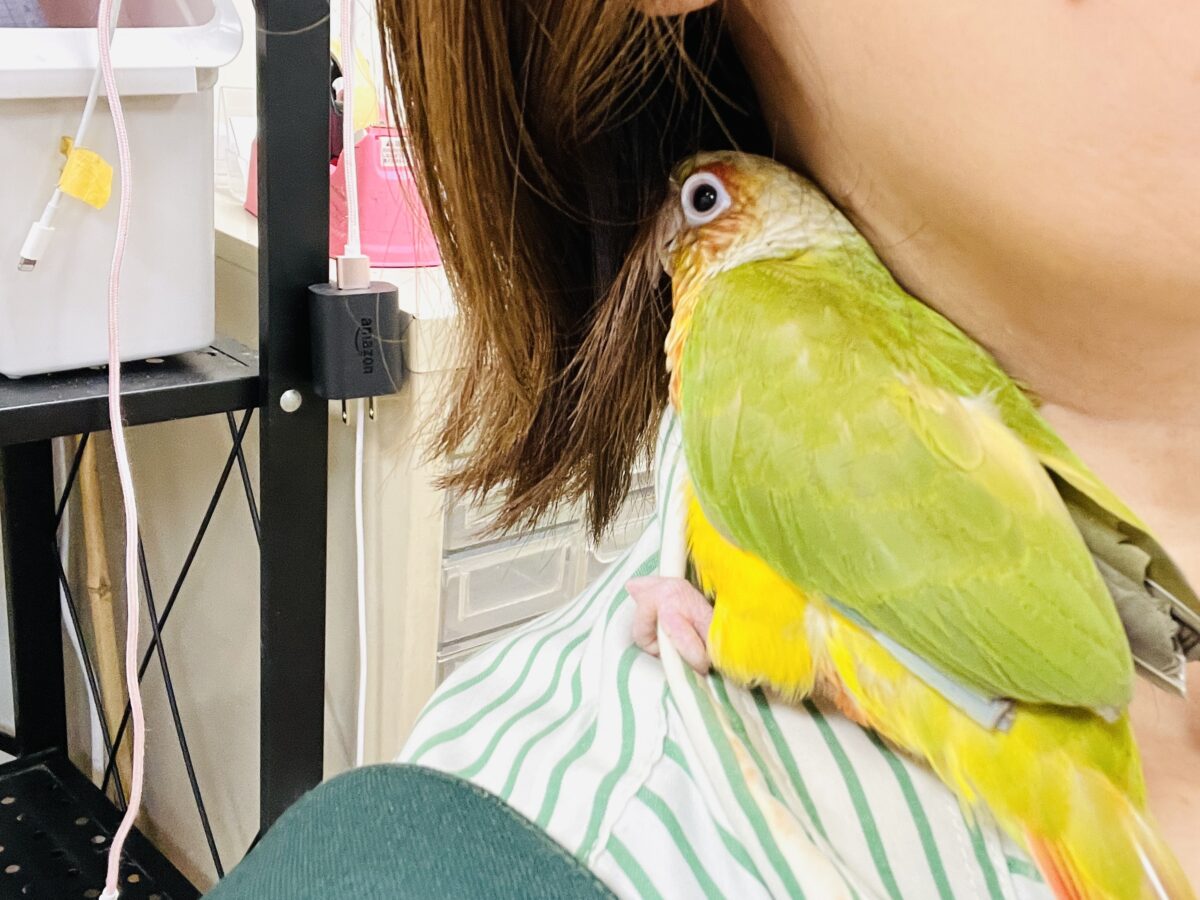 【最新画像】常夏色🍍🏖💕カキカキ好きな甘えんぼ♡ウロコインコ(パイナップル) ホオミドリウロコインコ