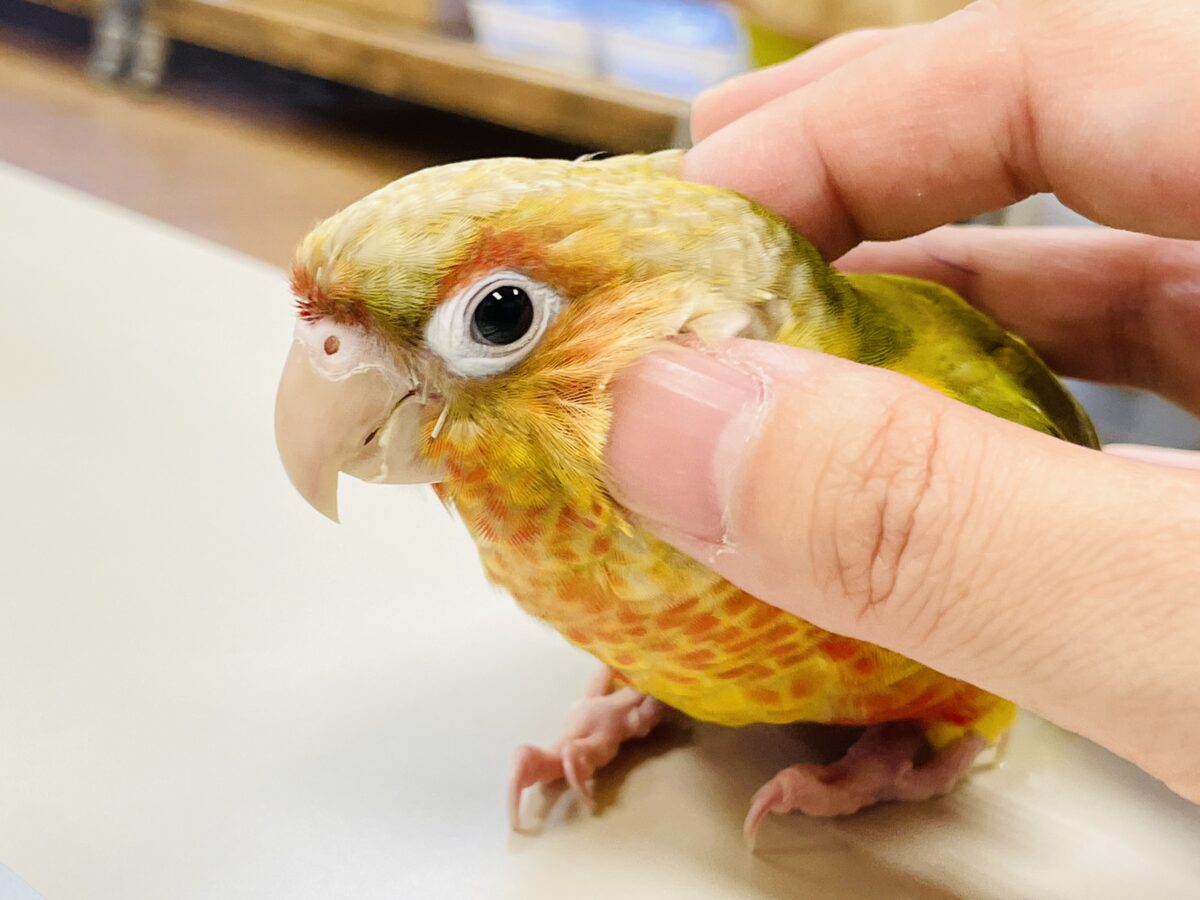 【最新画像】常夏色🍍🏖💕カキカキ好きな甘えんぼ♡ウロコインコ(パイナップル) ホオミドリウロコインコ