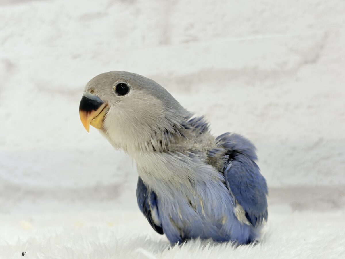 【最新画像更新🪄】青み強め💙✨ピカピカきらきら人気者🐣コザクラインコ(バイオレット) ヒナ コザクラインコ(小桜インコ)