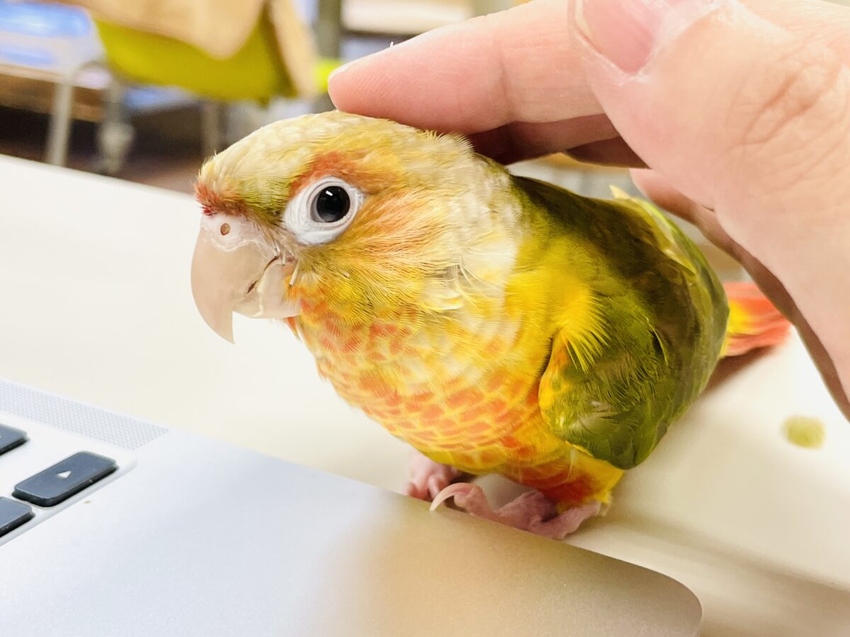 【最新画像】常夏色🍍🏖💕カキカキ好きな甘えんぼ♡ウロコインコ(パイナップル) ホオミドリウロコインコ